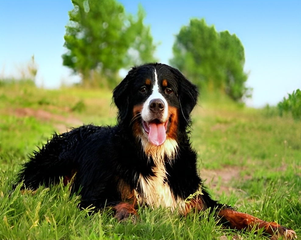 Berner Sennenhund auf dem Hügel Malen nach Zahlen