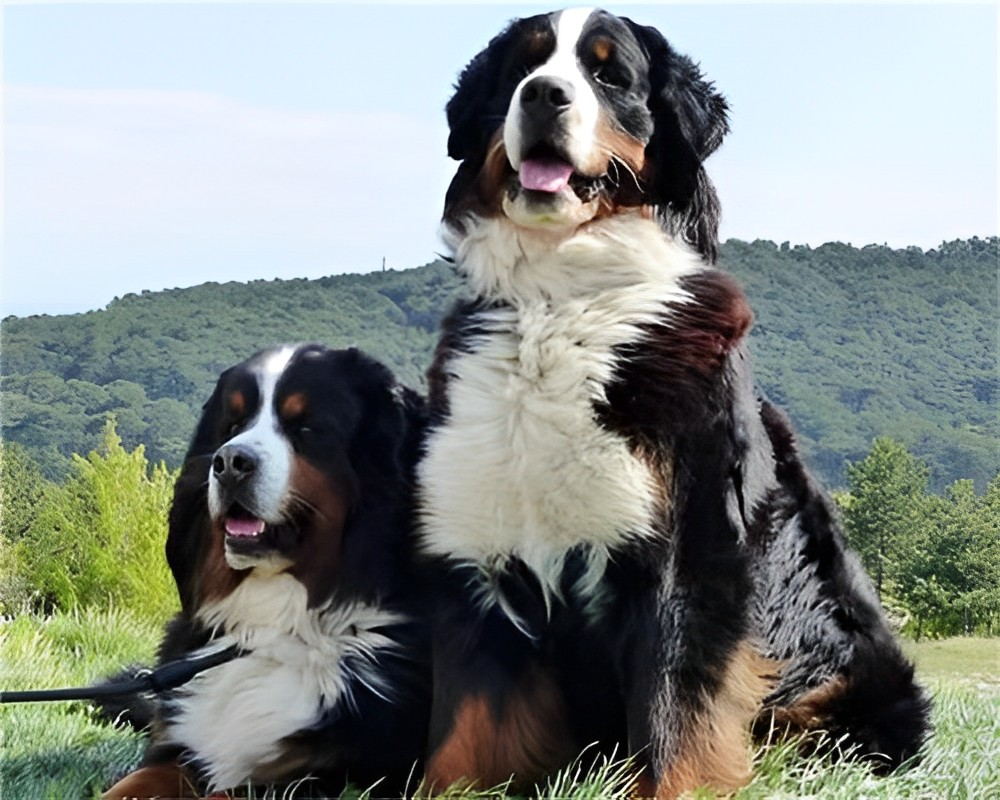 Berner Sennenhunde auf der Wiese Malen nach Zahlen