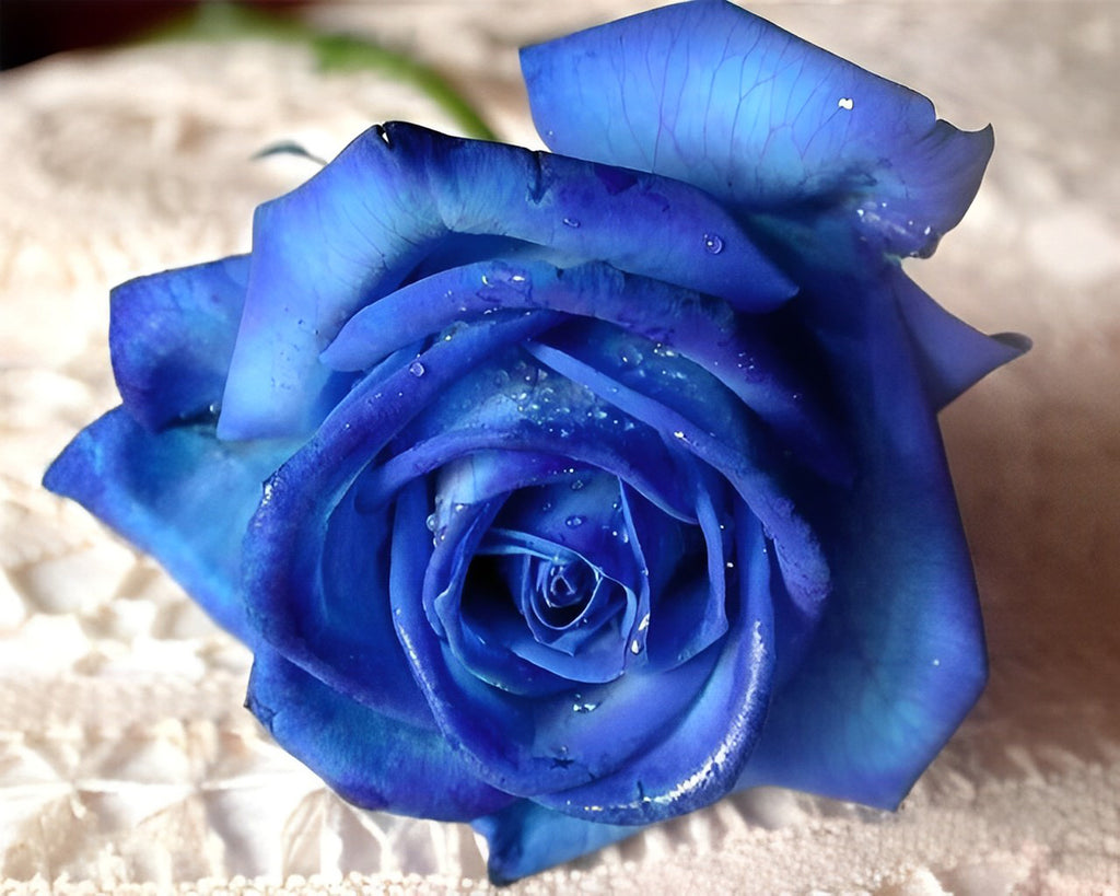 Blau Rose mit Tautropfen Malen nach Zahlen