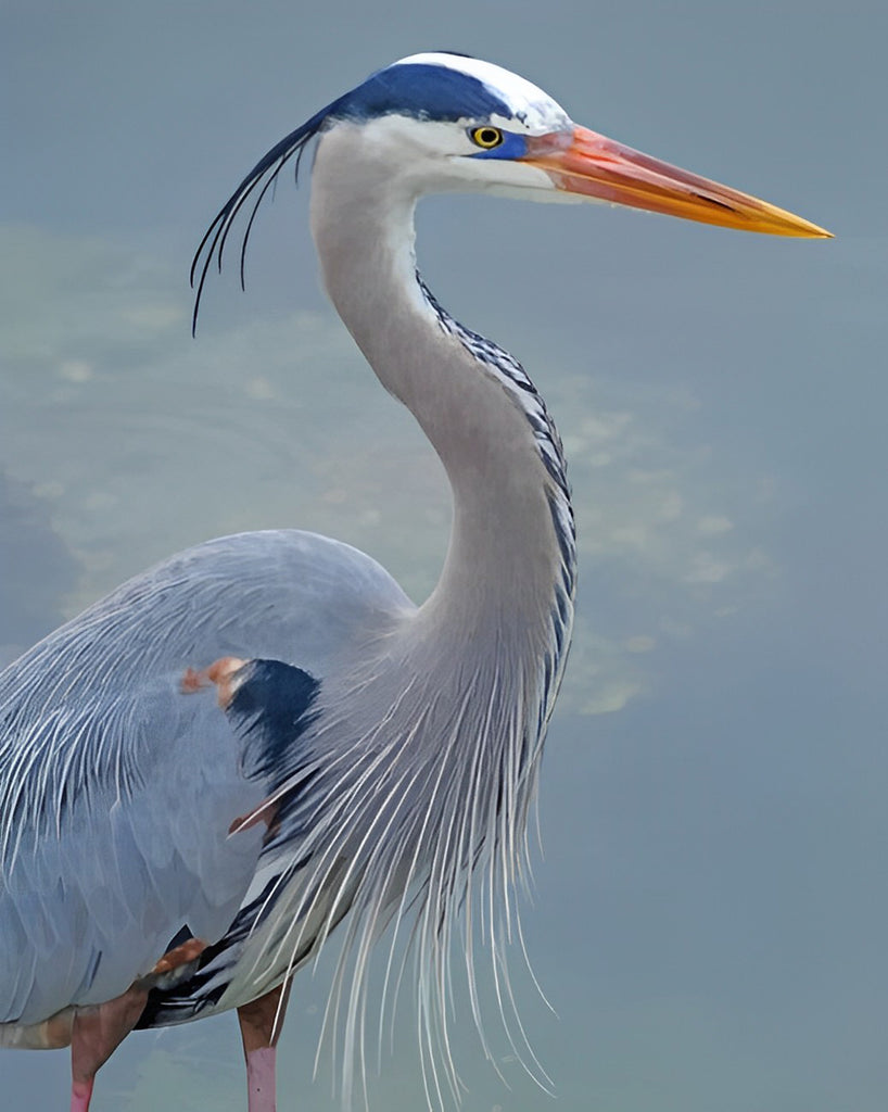 Blauer Reiher Malen nach Zahlen