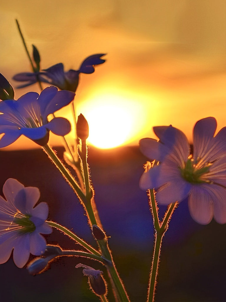 Blumen bei Sonnenuntergang Malen nach Zahlen