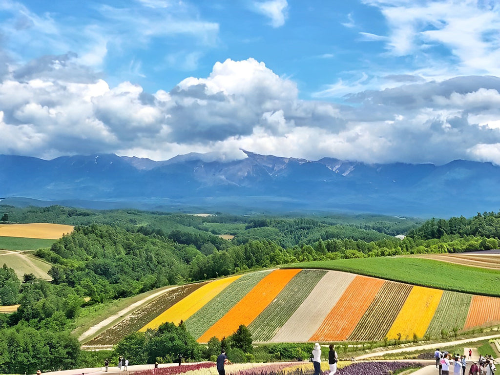 Blumenfeld unter blauem Himmel Malen nach Zahlen