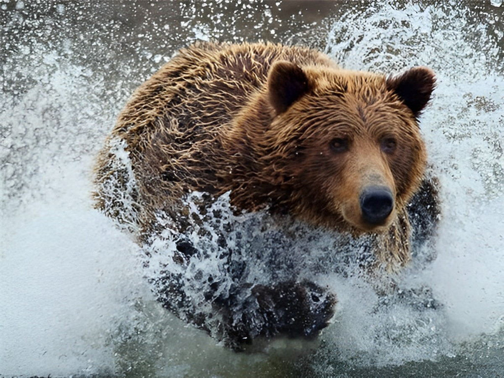 Braunbär im Wasser Malen nach Zahlen