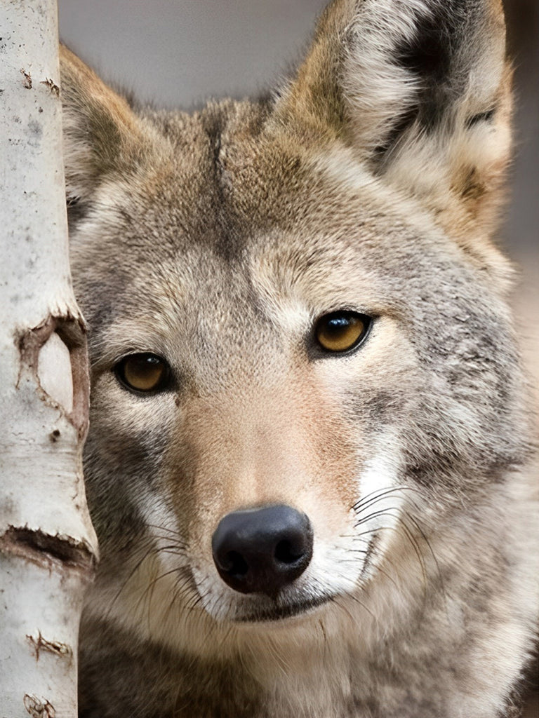 Brauner Wolf Malen nach Zahlen