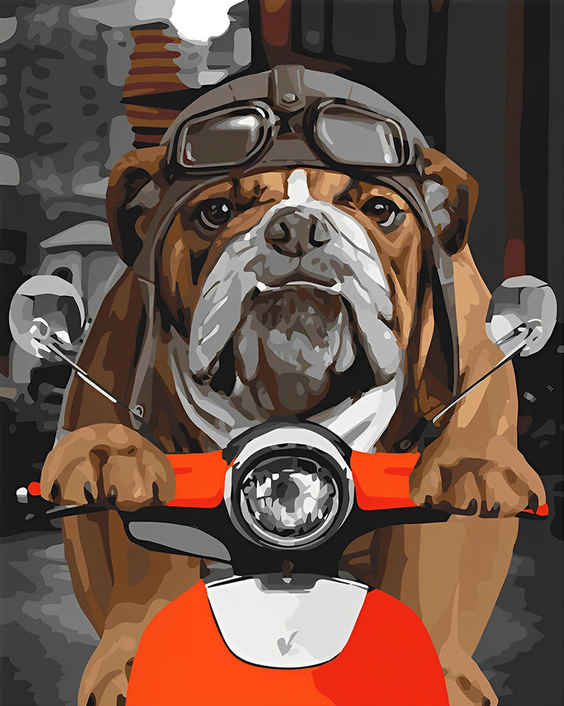 Bulldogge auf einem Motorrad Malen nach Zahlen