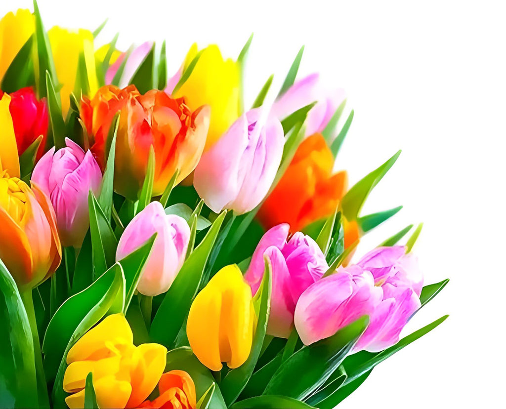 Bunte Tulpen mit grünen Blättern Malen nach Zahlen