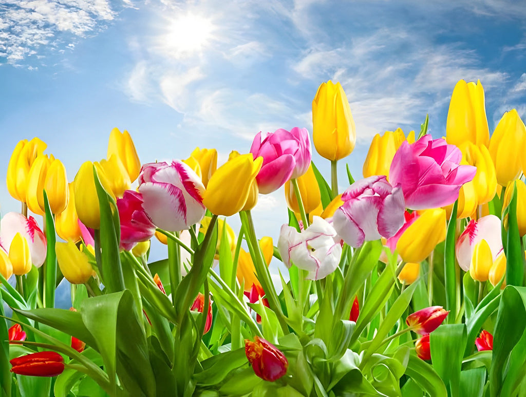 Bunte Tulpen unter blauem Himmel Malen nach Zahlen