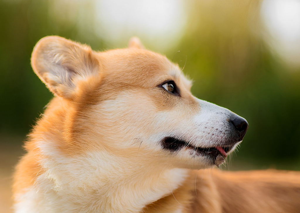 Corgi mit Rückblick Malen nach Zahlen