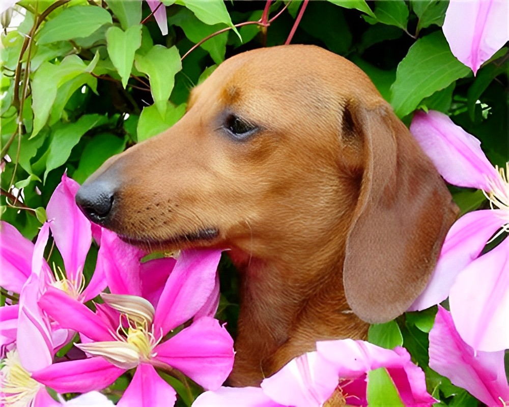 Dackel und rosa Blumen Malen nach Zahlen