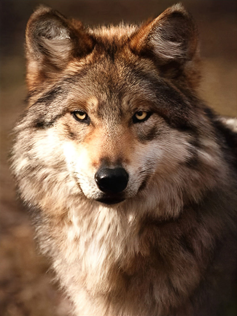 Der Blick vom mexikanischen Wolf Malen nach Zahlen