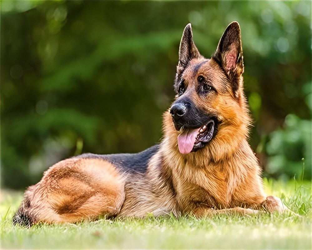 Deutscher Schäferhund auf der Wiese Malen nach Zahlen