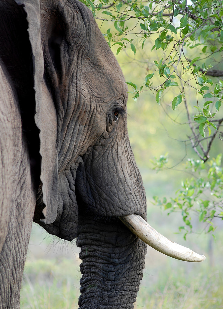 Elefant unter dem Baum Malen nach Zahlen