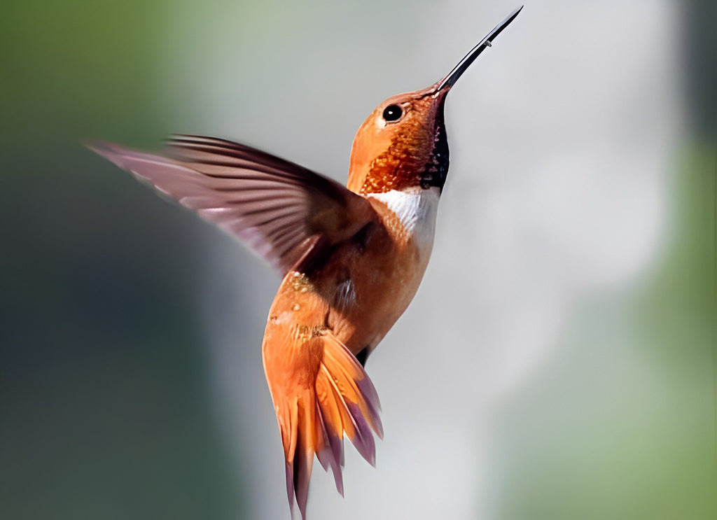 Fliegender Kolibri Malen nach Zahlen