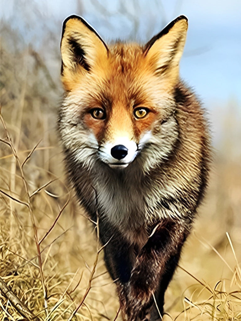 Fuchs Malen nach Zahlen