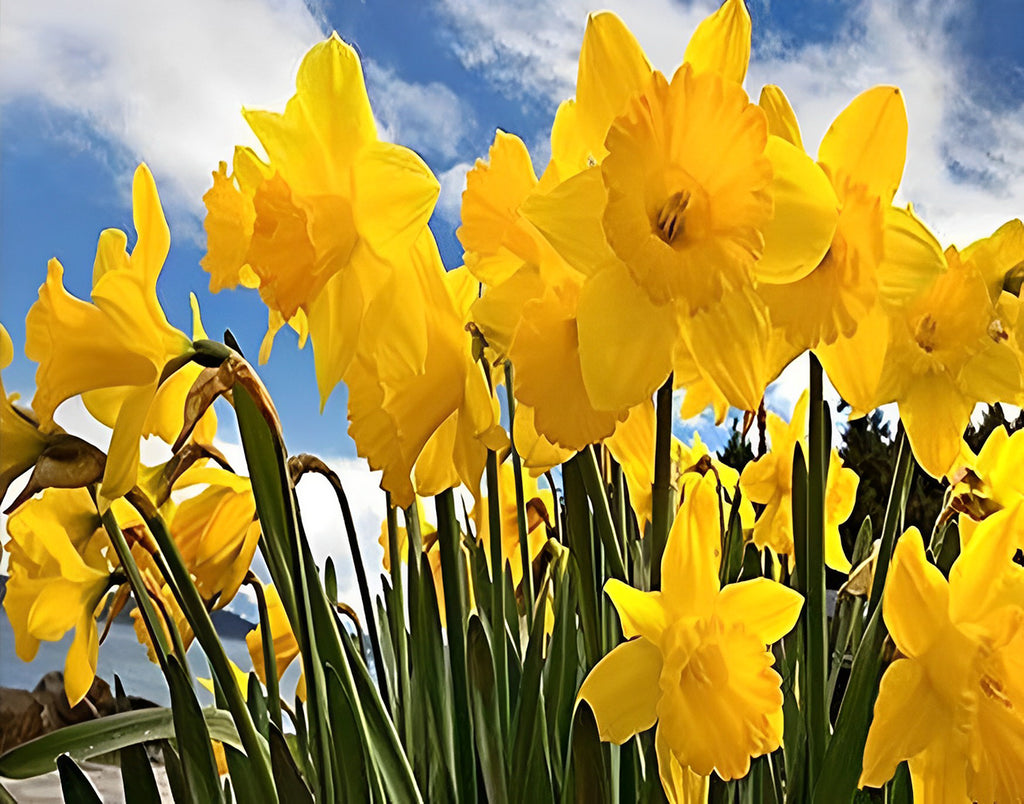 Gelbe Blumen unter blauem Himmel Malen nach Zahlen