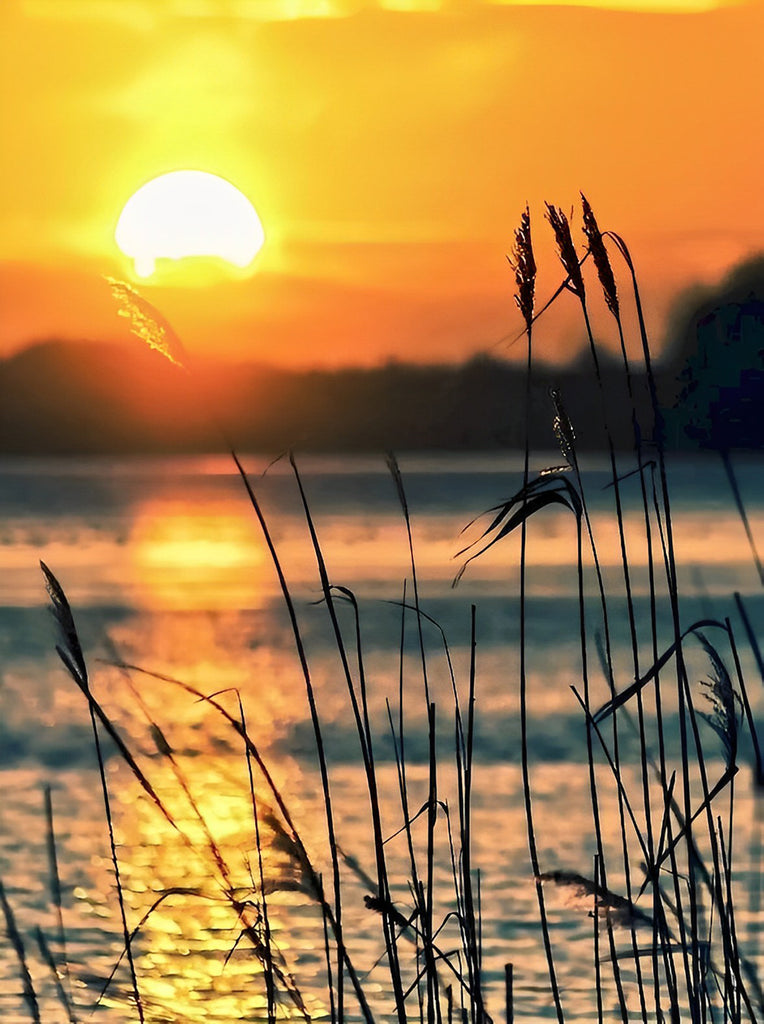 Gras im Abendlicht Malen nach Zahlen