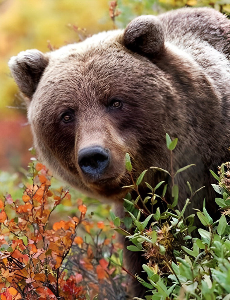 Graubär im Gras Malen nach Zahlen