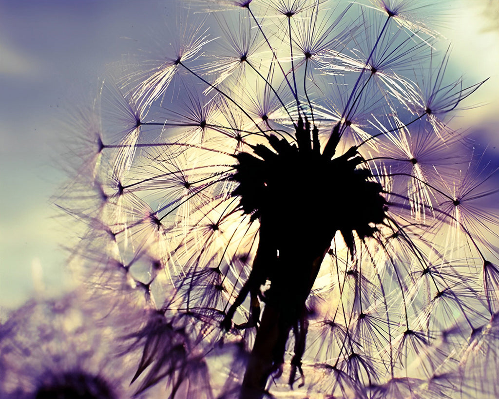 Graue Pusteblume Malen nach Zahlen