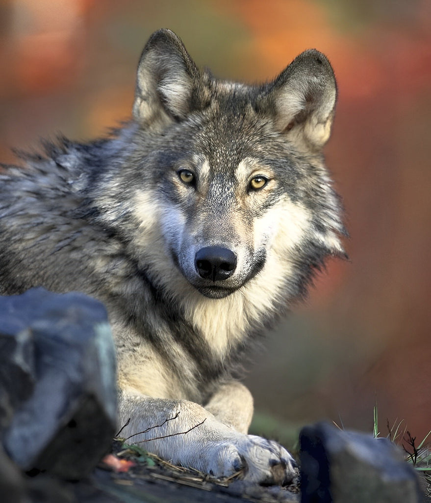 Grauer Wolf Malen nach Zahlen