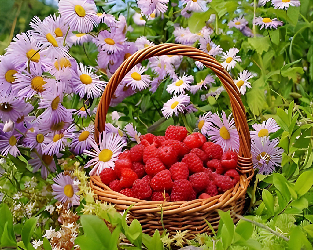 Himbeeren und lila Gänseblümchen Malen nach Zahlen