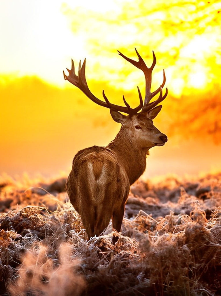 Hirsch in der Abendsonne Malen nach Zahlen