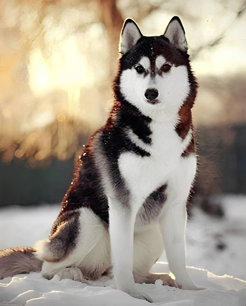 Hund im Schnee bei Sonnenaufgang Malen nach Zahlen