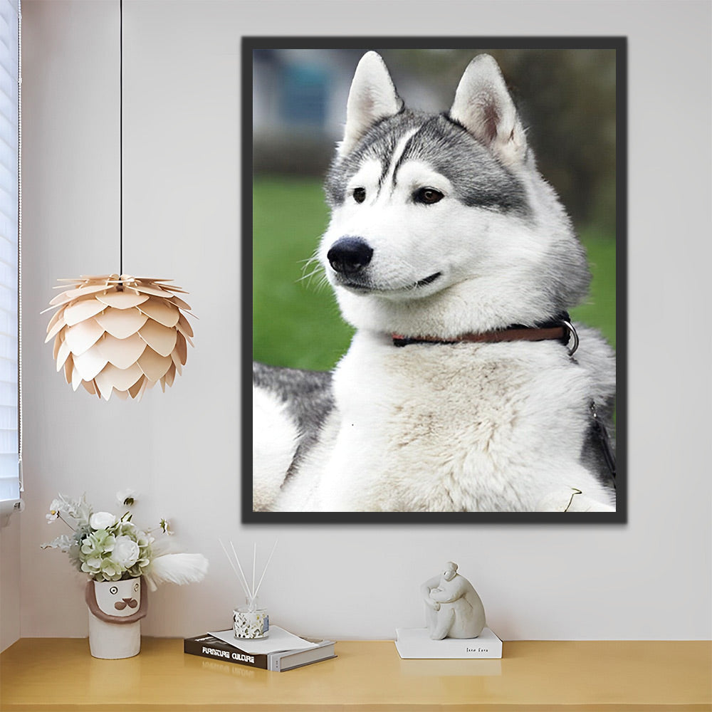 Husky Hund Malen nach Zahlen