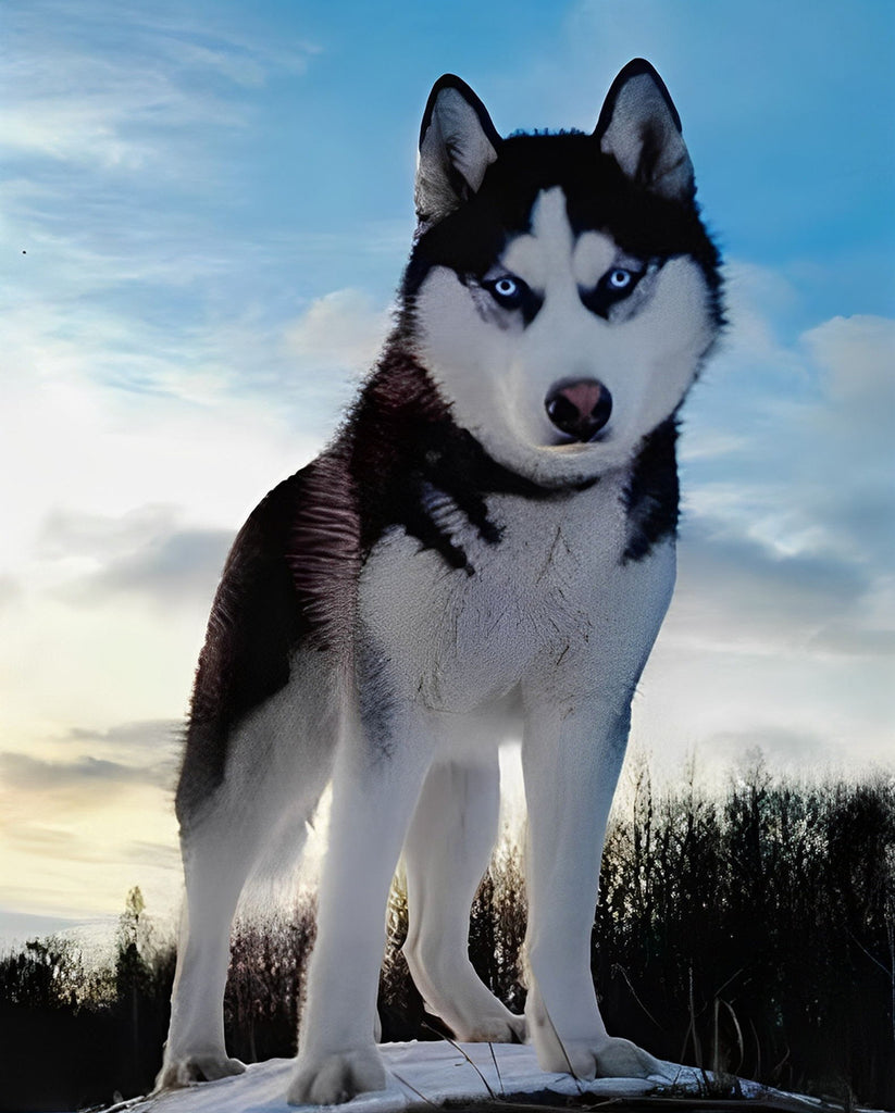 Husky Hund Malen nach Zahlen