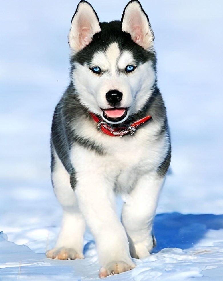 Husky im Schnee Malen nach Zahlen