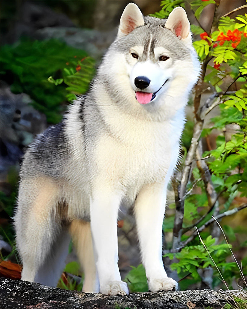 Husky im Wald Malen nach Zahlen