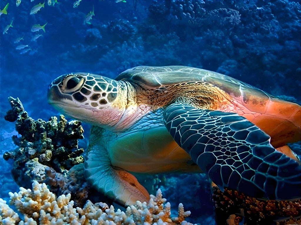 Karettschildkröte auf Nahrungssuche Malen nach Zahlen