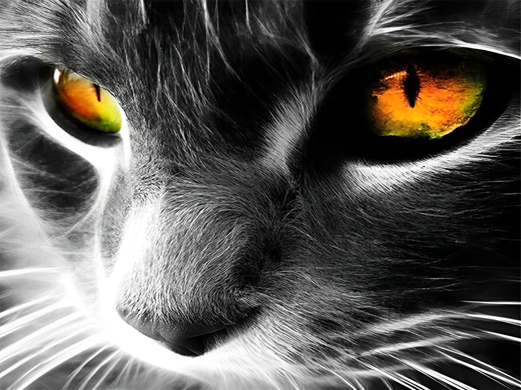 Katze mit orangefarbenen Augen Malen nach Zahlen