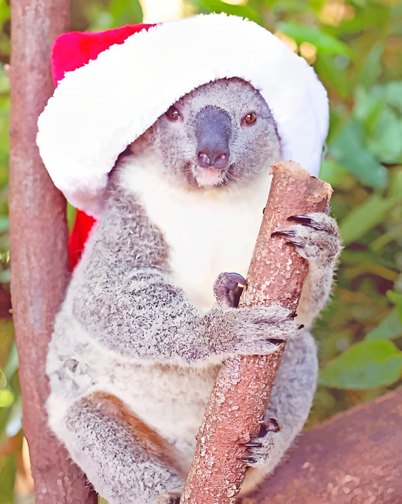 Koala mit roter Mütze Malen nach Zahlen