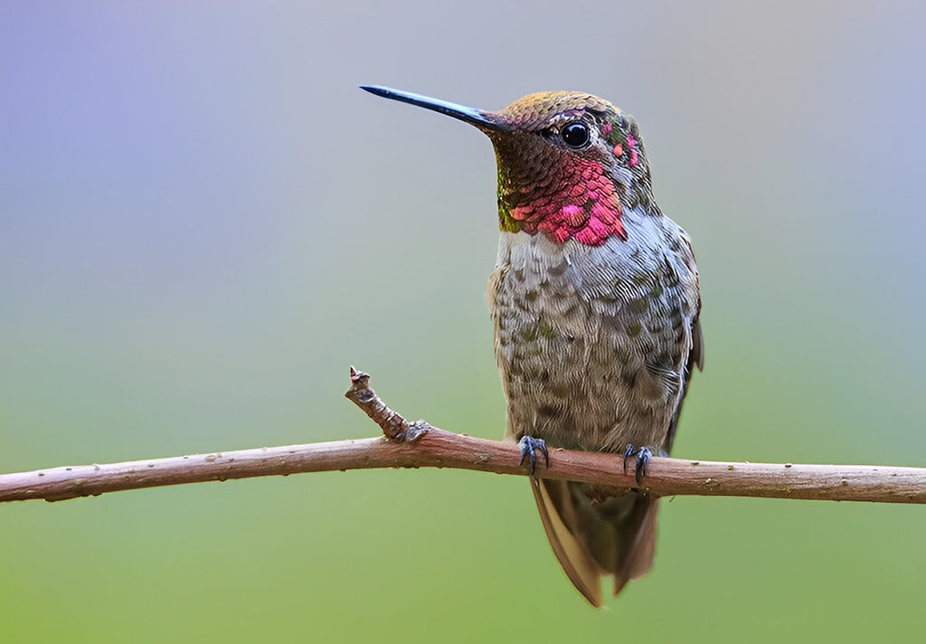 Kolibri auf Ast Malen nach Zahlen