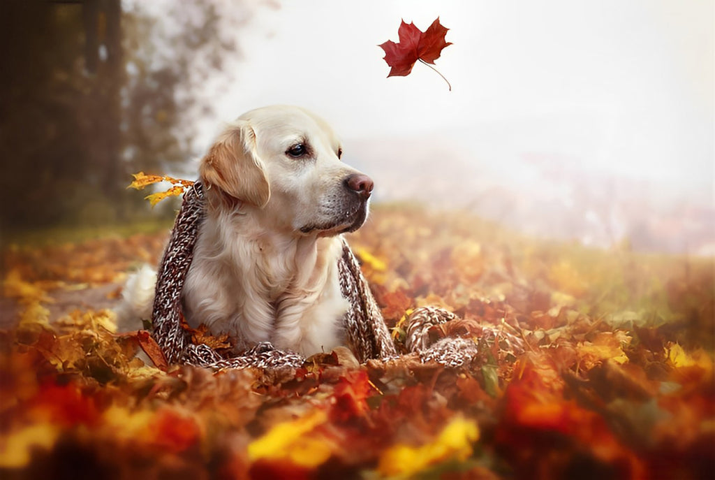 Labrador und Ahornblätter Malen nach Zahlen