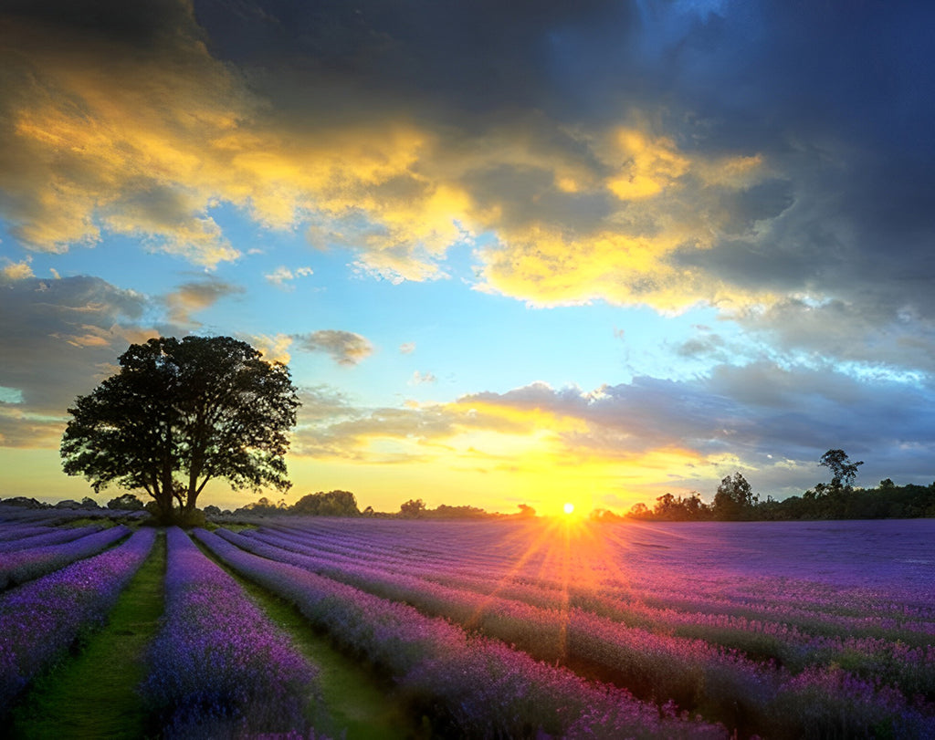 Lavendelfeld in der Abendsonne Malen nach Zahlen