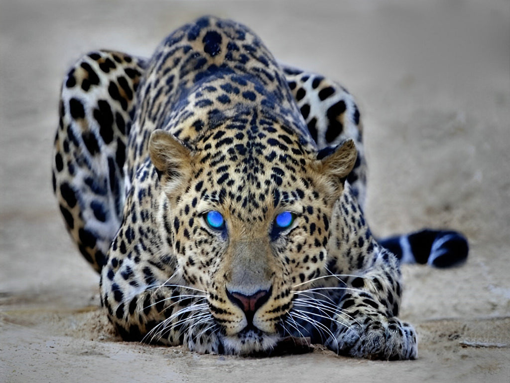 Leopard mit blauen Augen Malen nach Zahlen