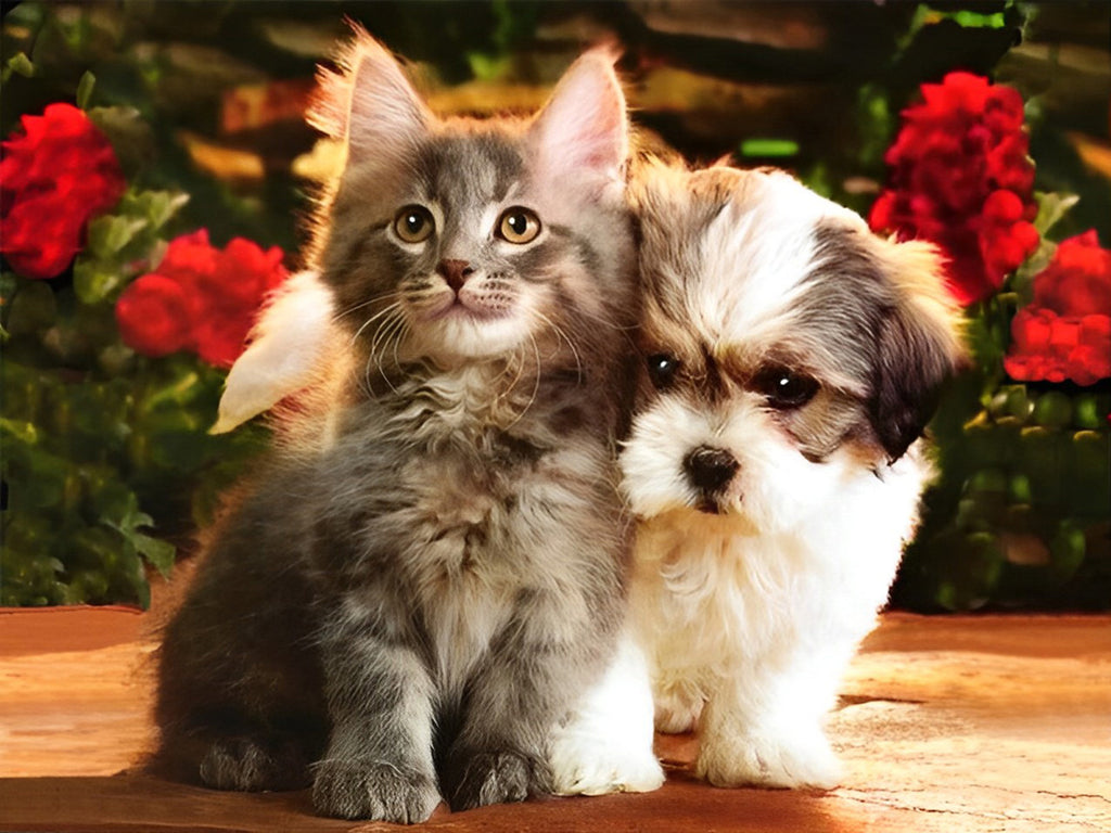 Maine Coon Katze und Shih Tzu Hund Malen nach Zahlen