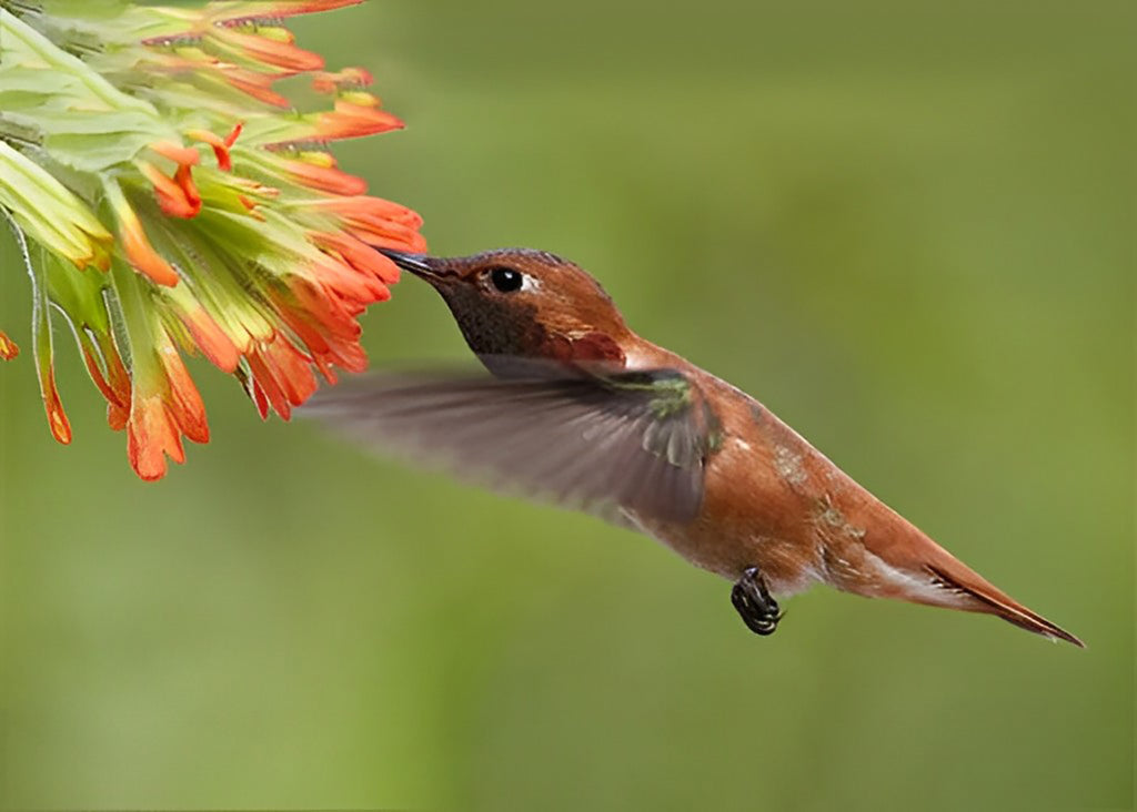 Nektar sammelnder Kolibri Malen nach Zahlen