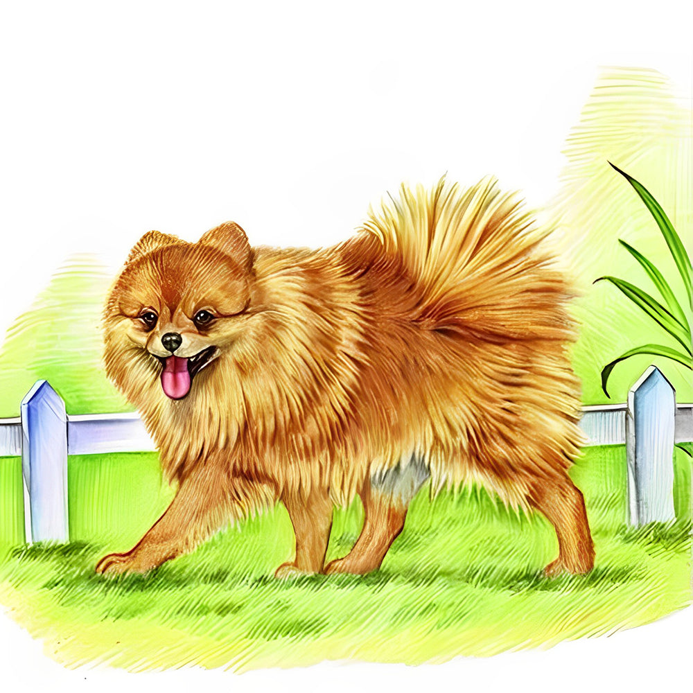 Pomeranian auf dem Gras Malen nach Zahlen