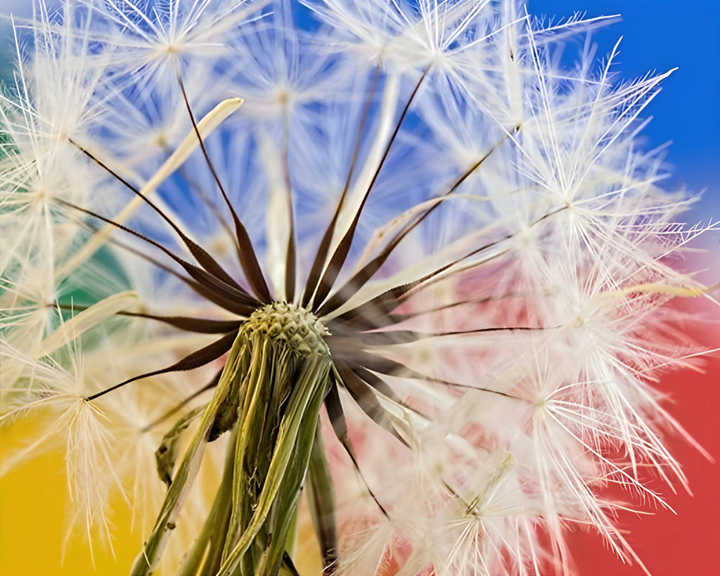 Pusteblume mit buntem Hintergrund Malen nach Zahlen