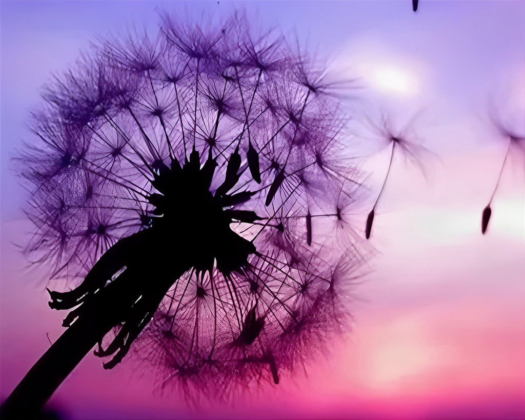 Pusteblume und lila Himmel Malen nach Zahlen