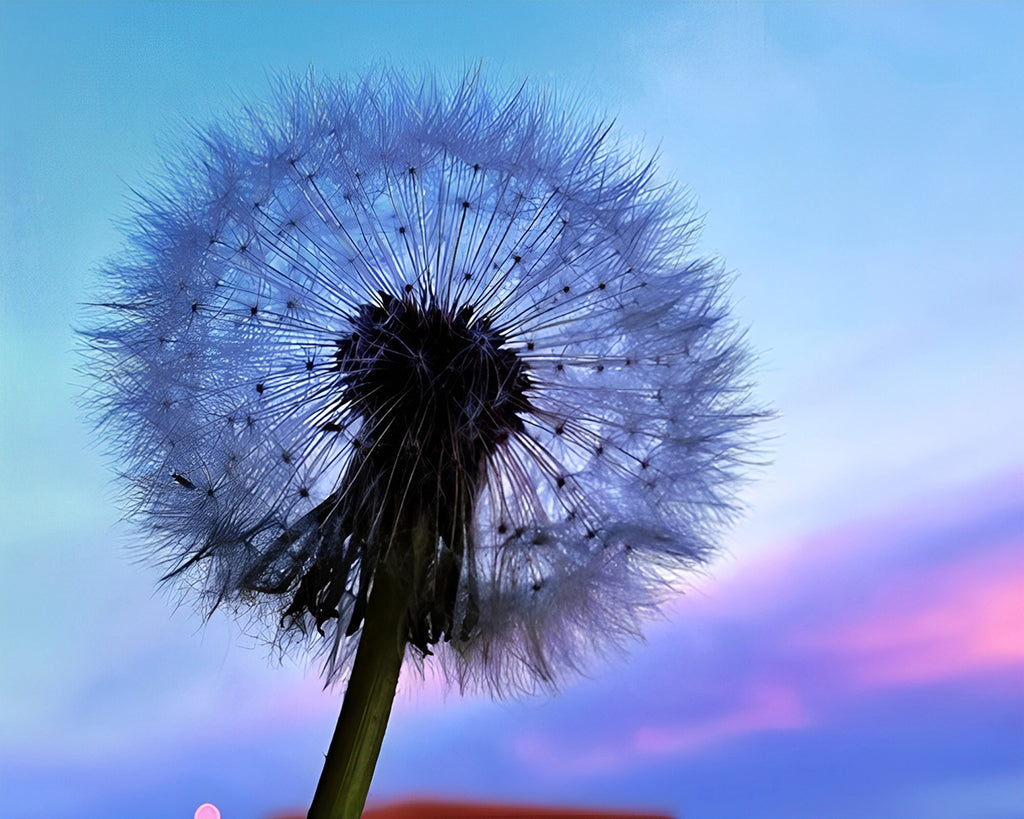 Pusteblume unter blauem Himmel Malen nach Zahlen