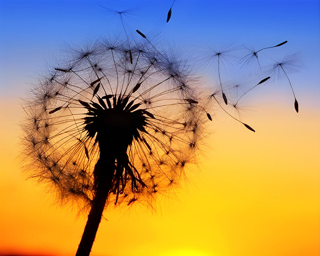 Pusteblume unter dem Abendhimmel Malen nach Zahlen