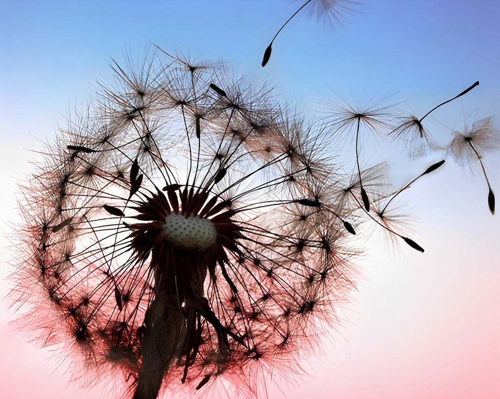 Pusteblume unter dem Himmel Malen nach Zahlen