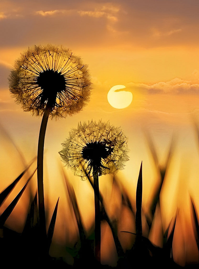 Pusteblumen und Unkraut unter dem Abendhimmel Malen nach Zahlen