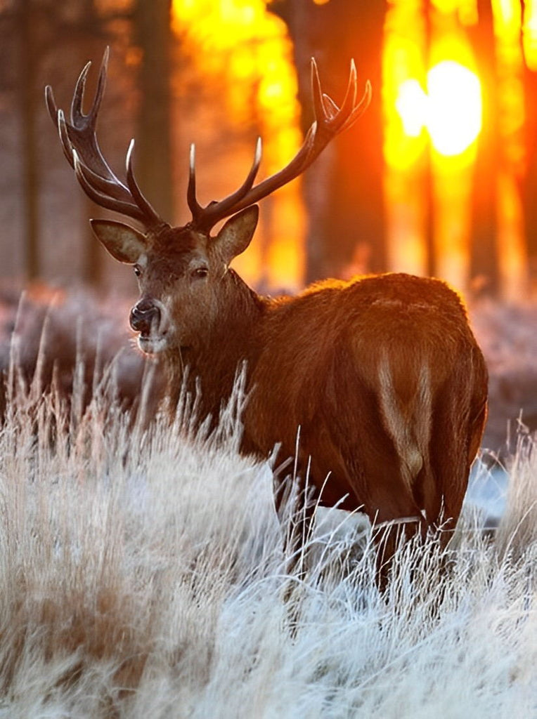 Reh im Wintergras Malen nach Zahlen