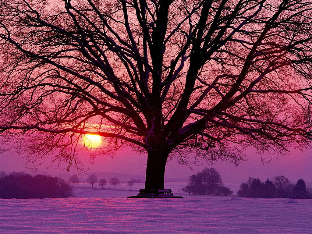 Riesiger Baum unter lila Abendhimmel Malen nach Zahlen