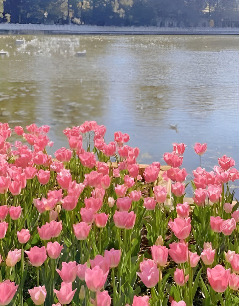 Rosa Tulpen am Fluss Malen nach Zahlen