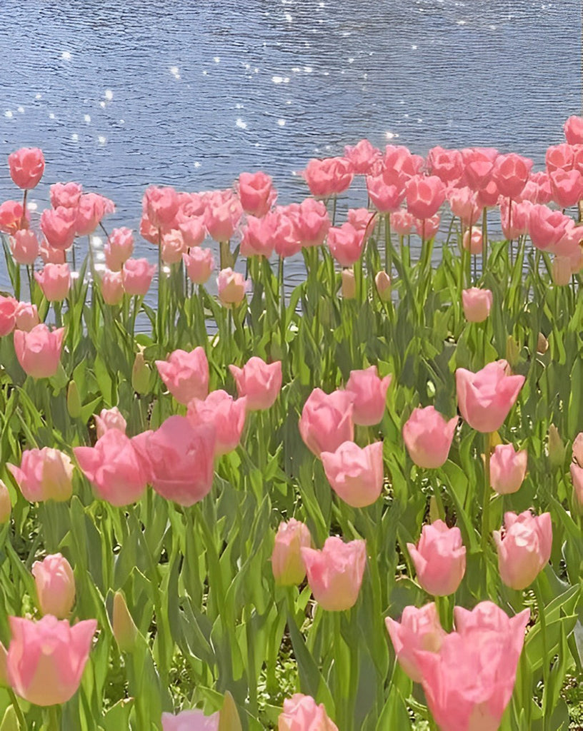 Rosa Tulpen am See Malen nach Zahlen